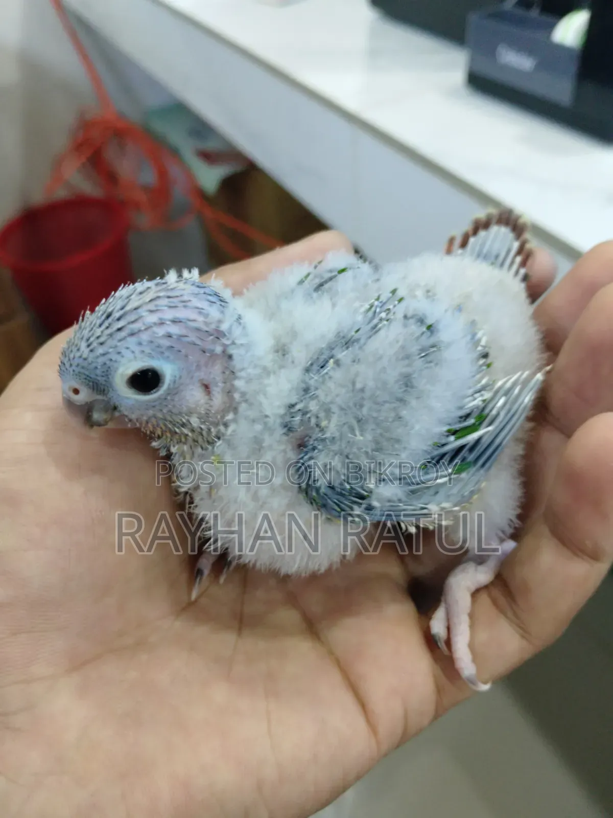 হান্ড ফিডিং কনুর পাখি