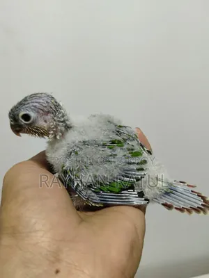হান্ড ফিডিং কনুর পাখি