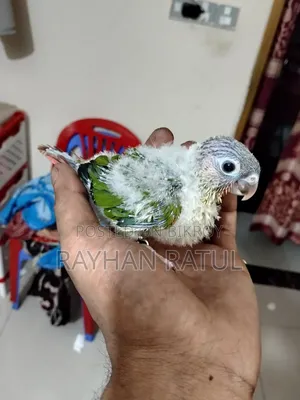 হান্ড ফিডিং কনুর পাখি