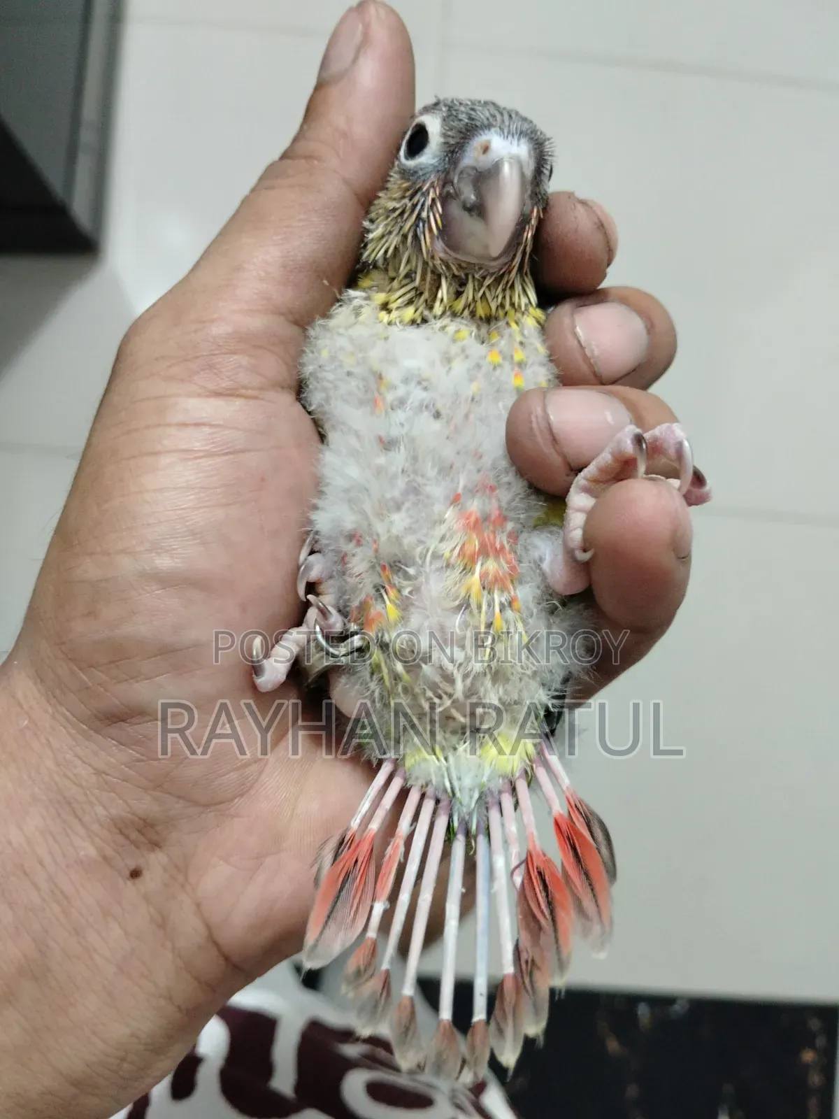 হান্ড ফিডিং কনুর পাখি