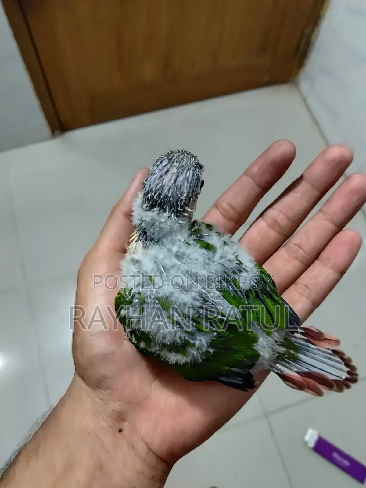 হান্ড ফিডিং কনুর পাখি
