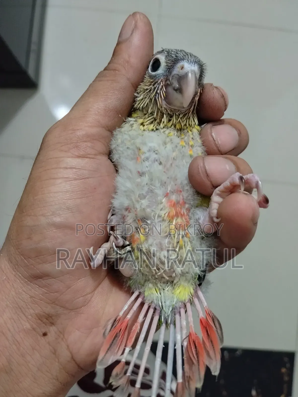 হান্ড ফিডিং কনুর পাখি