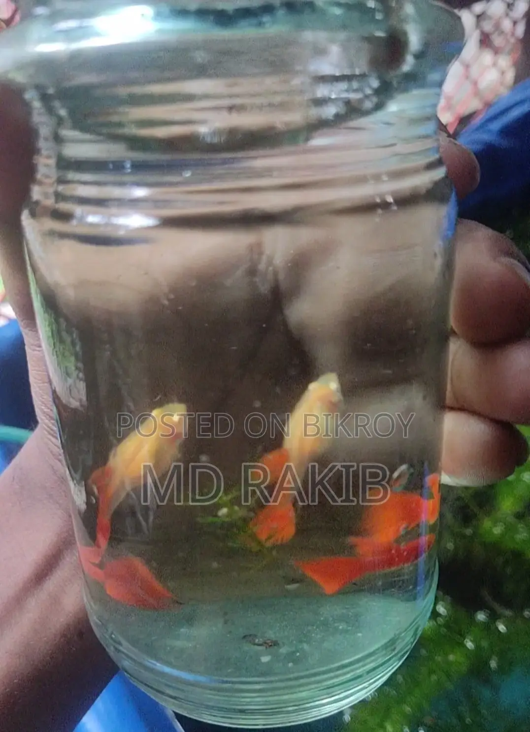 Red Moscow Guppy