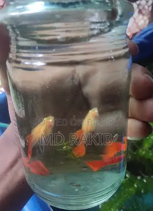 Red Moscow Guppy