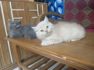 1-3 months Male Purebred Persian