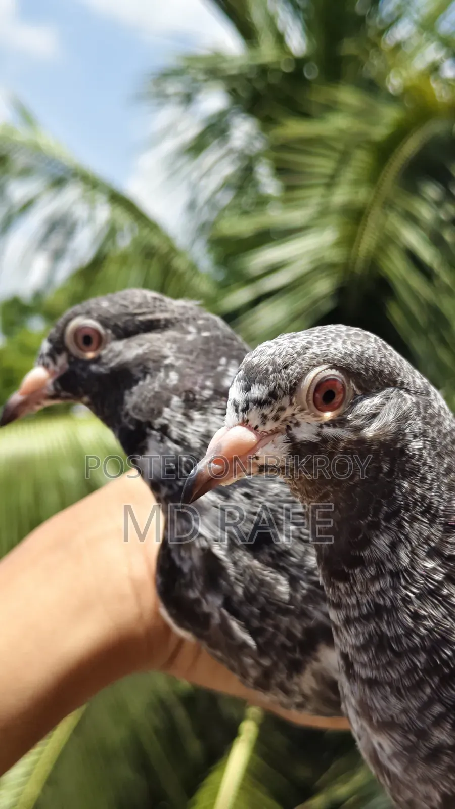 Kamagar Baby