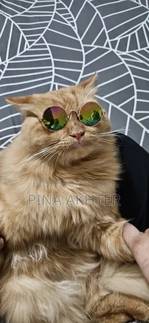 1+ year Male Purebred Persian