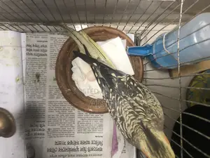 ককাটেল বয়স এক বছর দুই মাস