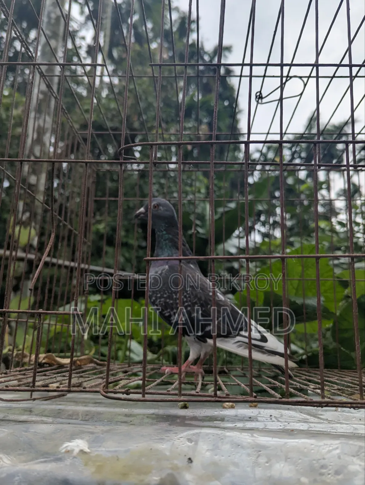 Carlos Bloodline high-quality racing pigeons for sale.