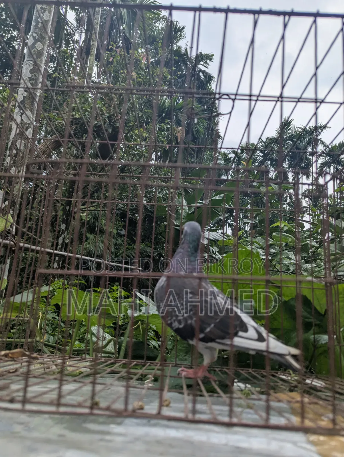 Carlos Bloodline high-quality racing pigeons for sale.