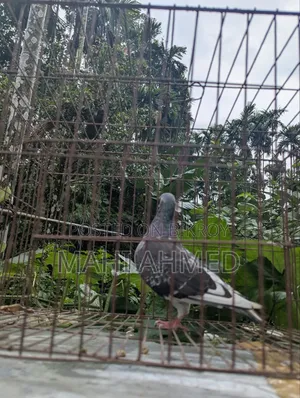 Carlos Bloodline high-quality racing pigeons for sale.