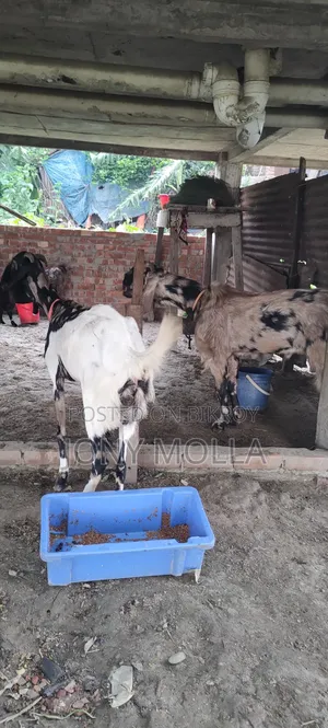 Totapuru Goat