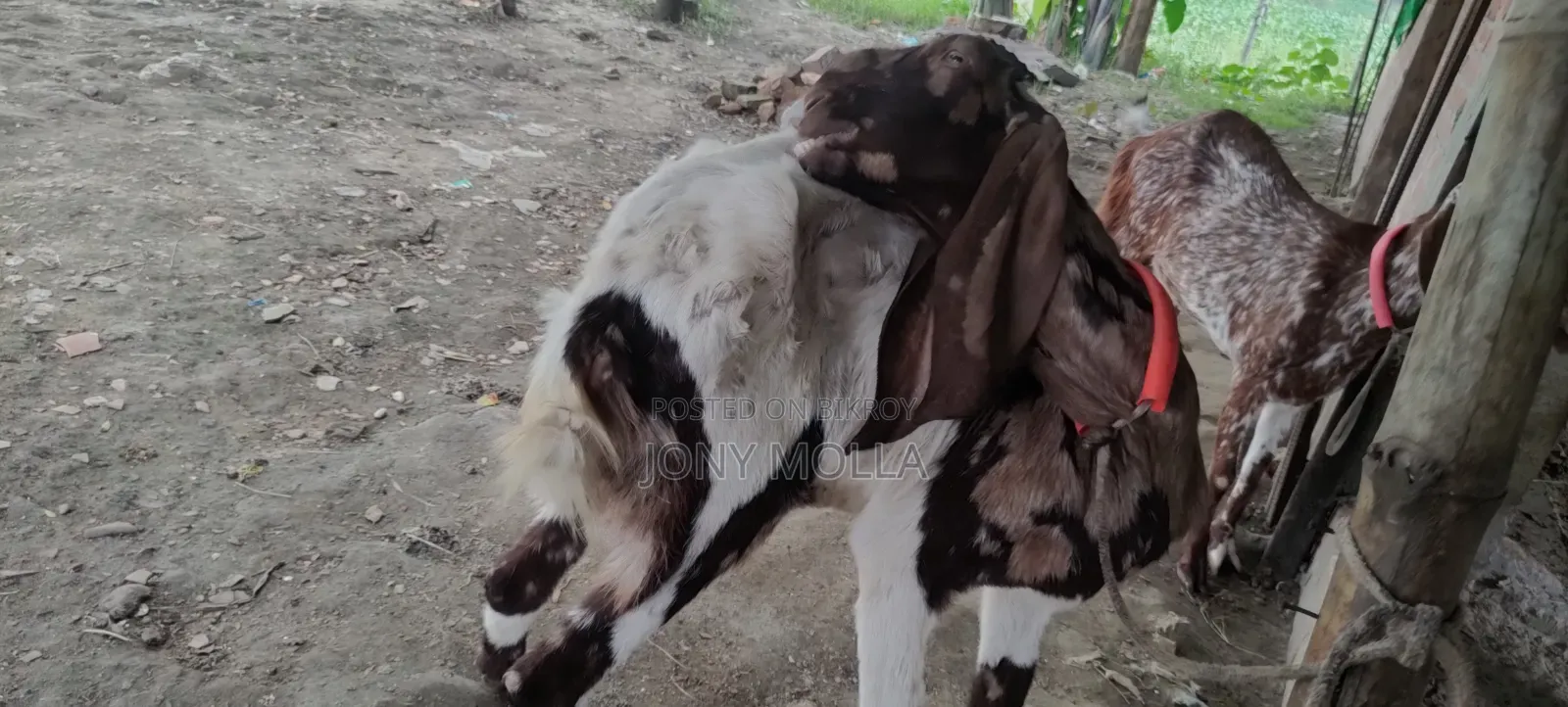 Totapuru Goat