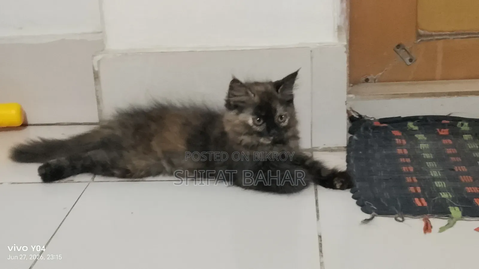 1-3 months Female Purebred Persian