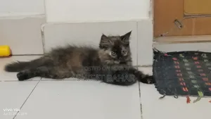 1-3 months Female Purebred Persian
