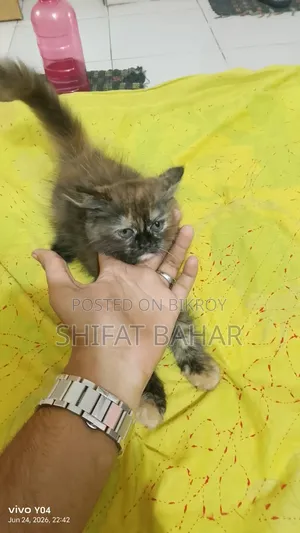 1-3 months Female Purebred Persian