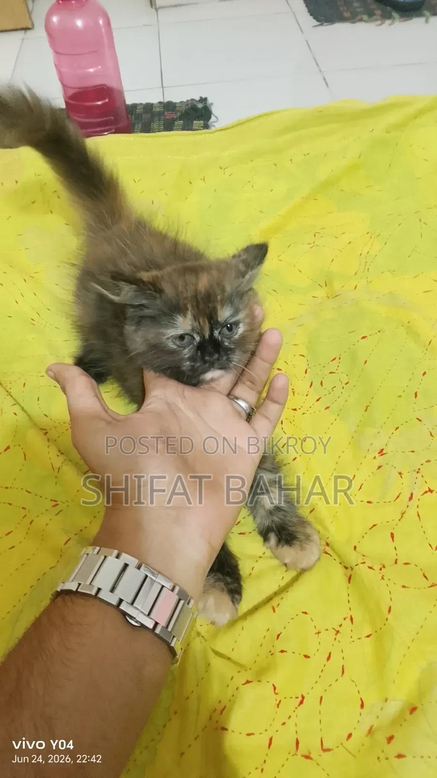 1-3 months Female Purebred Persian