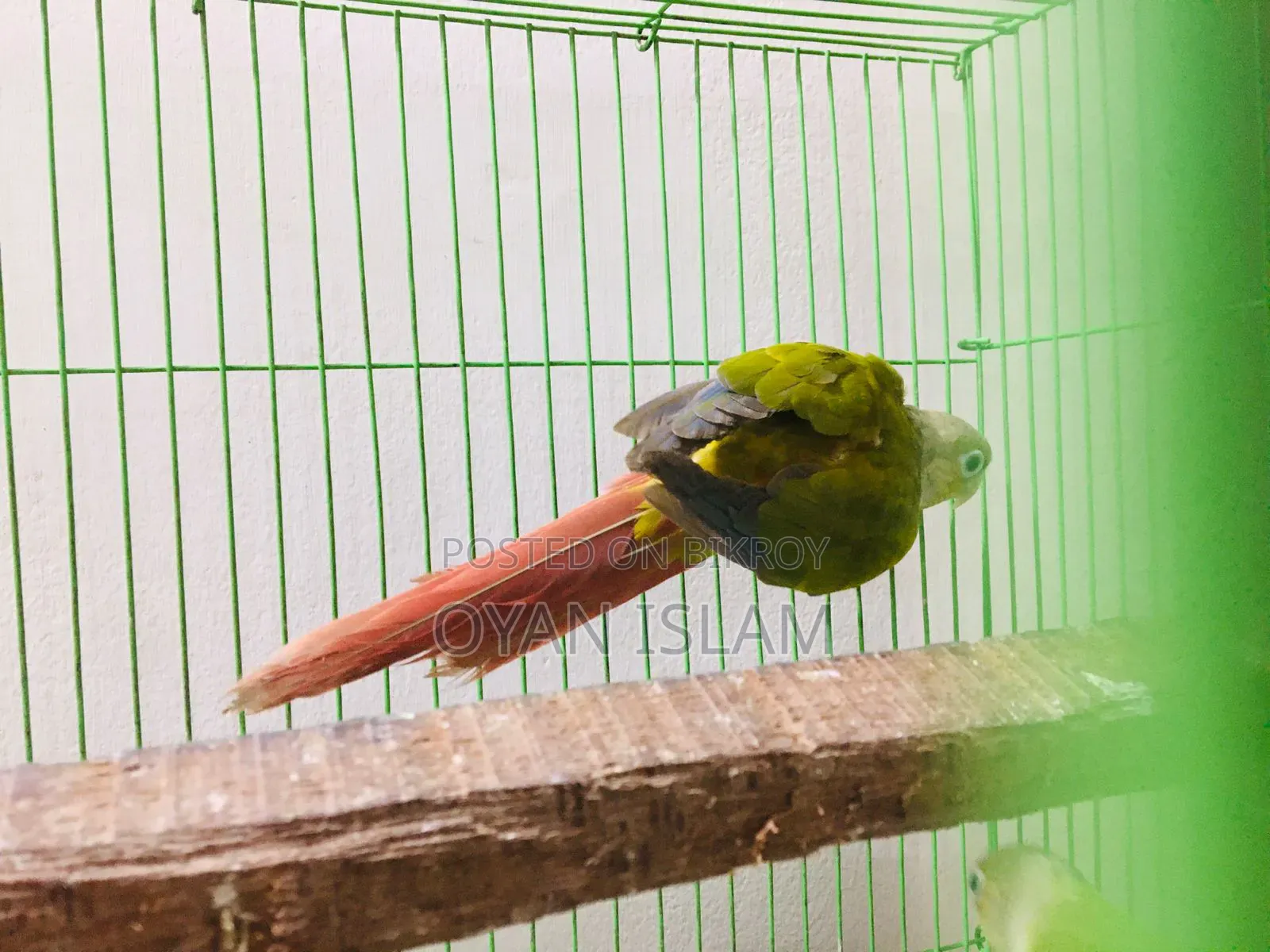Paina Apple Conure (Adult Pair)
