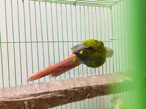 Paina Apple Conure (Adult Pair)