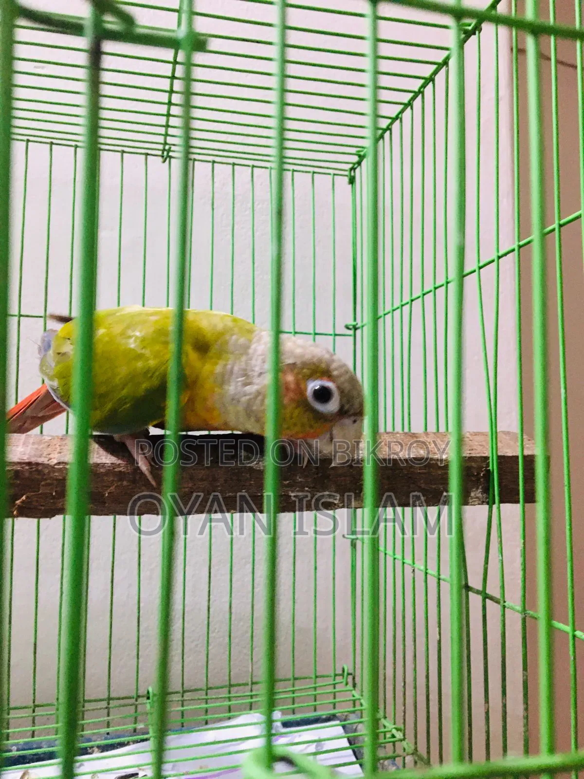 Paina Apple Conure (Adult Pair)