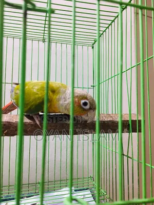 Paina Apple Conure (Adult Pair)
