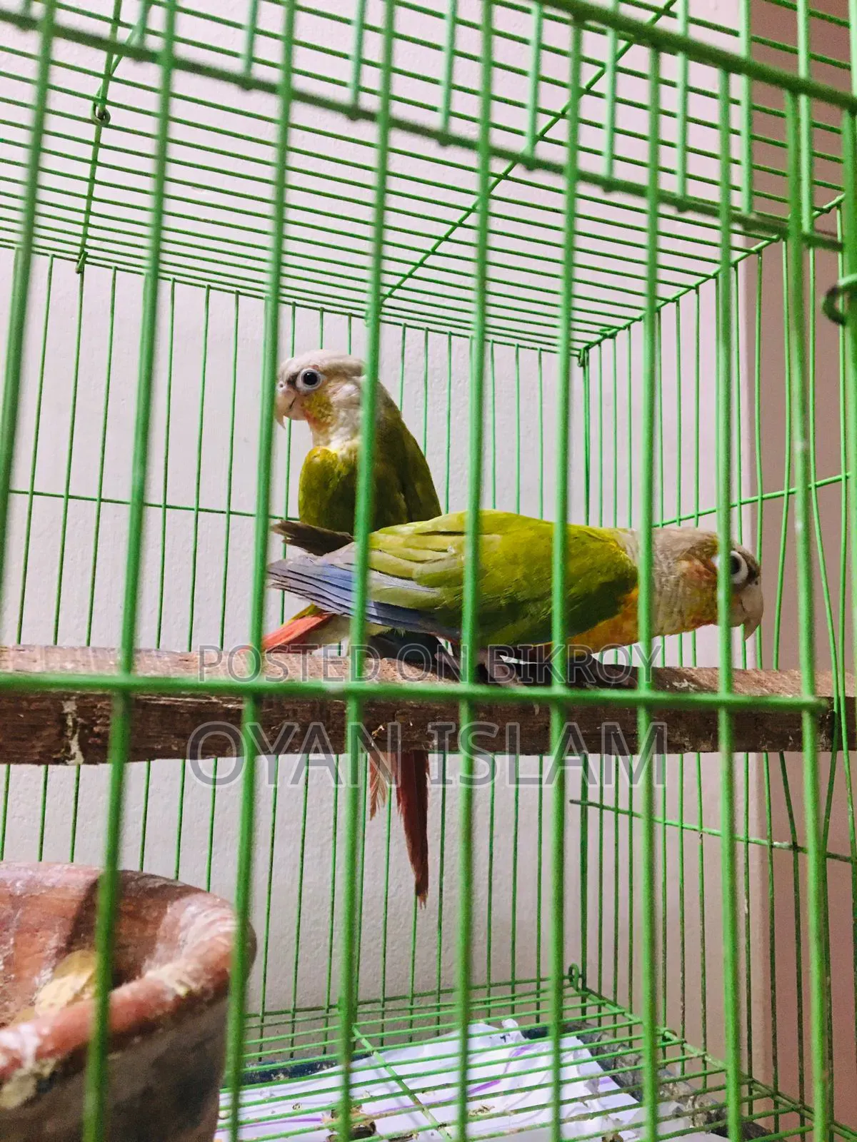 Paina Apple Conure (Adult Pair)