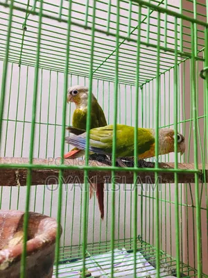 Paina Apple Conure (Adult Pair)
