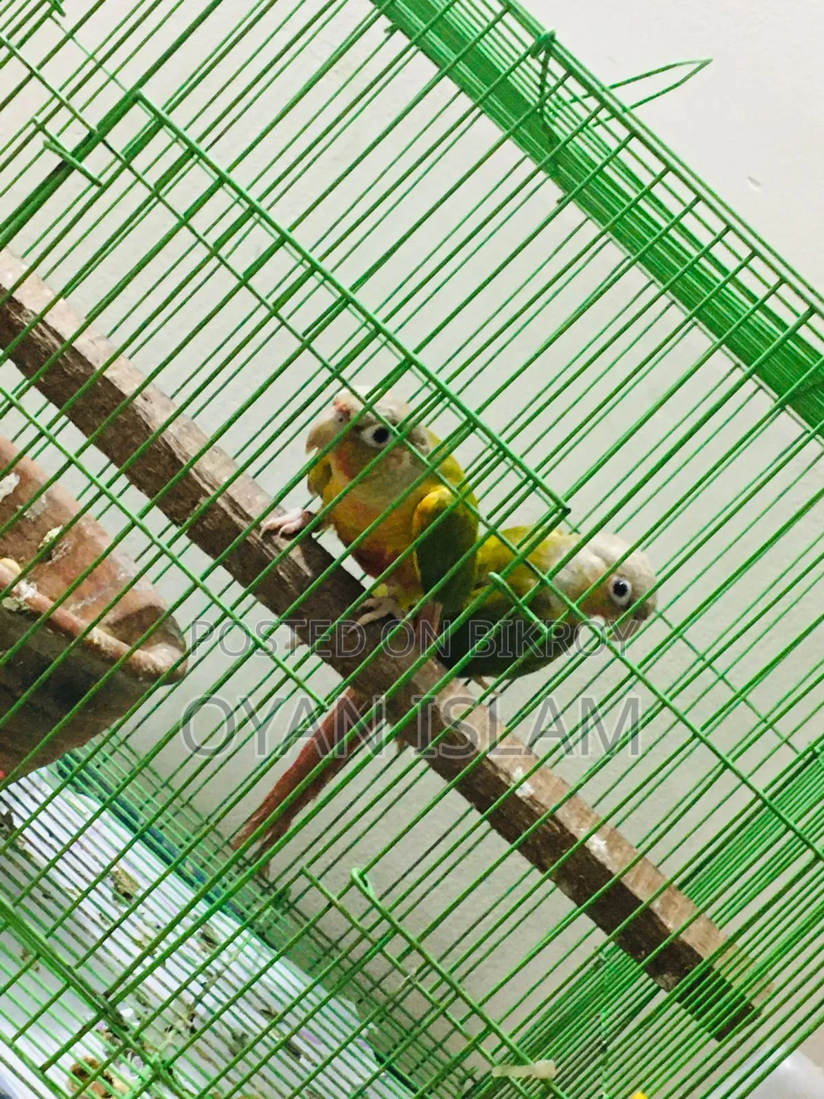 Paina Apple Conure (Adult Pair)
