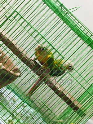 Paina Apple Conure (Adult Pair)