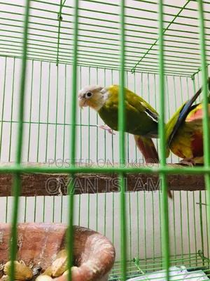 Paina Apple Conure (Adult Pair)