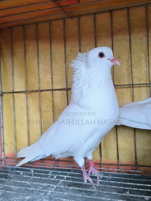 রানিং বোম্বাই জোড়া বিক্রি হবে