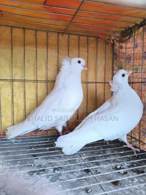 রানিং বোম্বাই জোড়া বিক্রি হবে