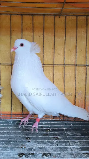 রানিং বোম্বাই জোড়া বিক্রি হবে