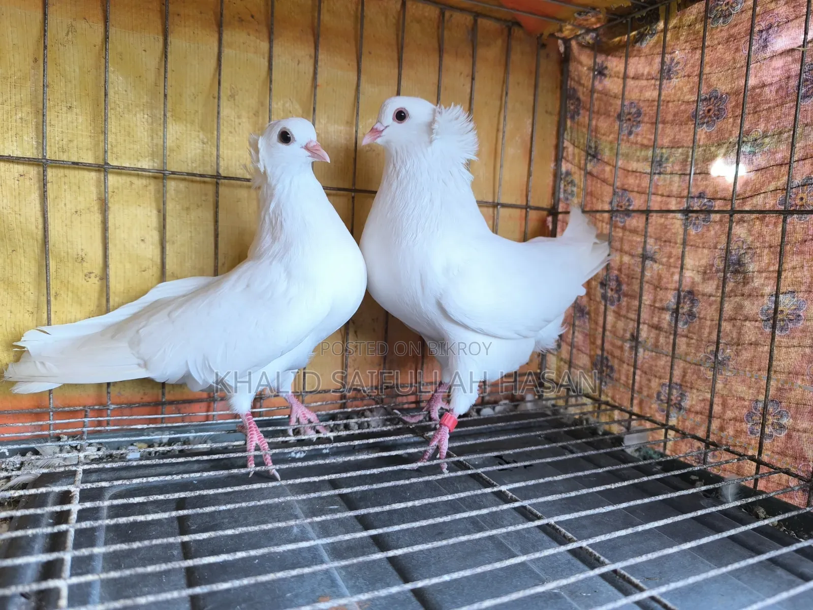 রানিং বোম্বাই জোড়া বিক্রি হবে