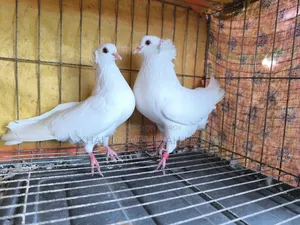 রানিং বোম্বাই জোড়া বিক্রি হবে