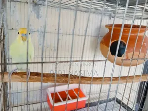 Running Pair