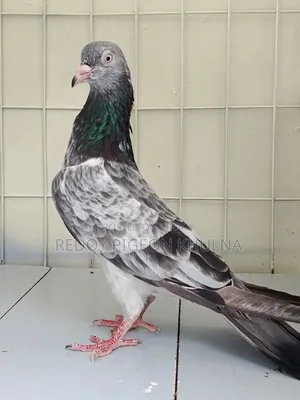 সাধনা ফিমেল
