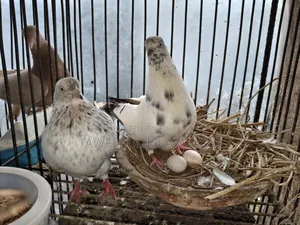 Some pigeons will be sold