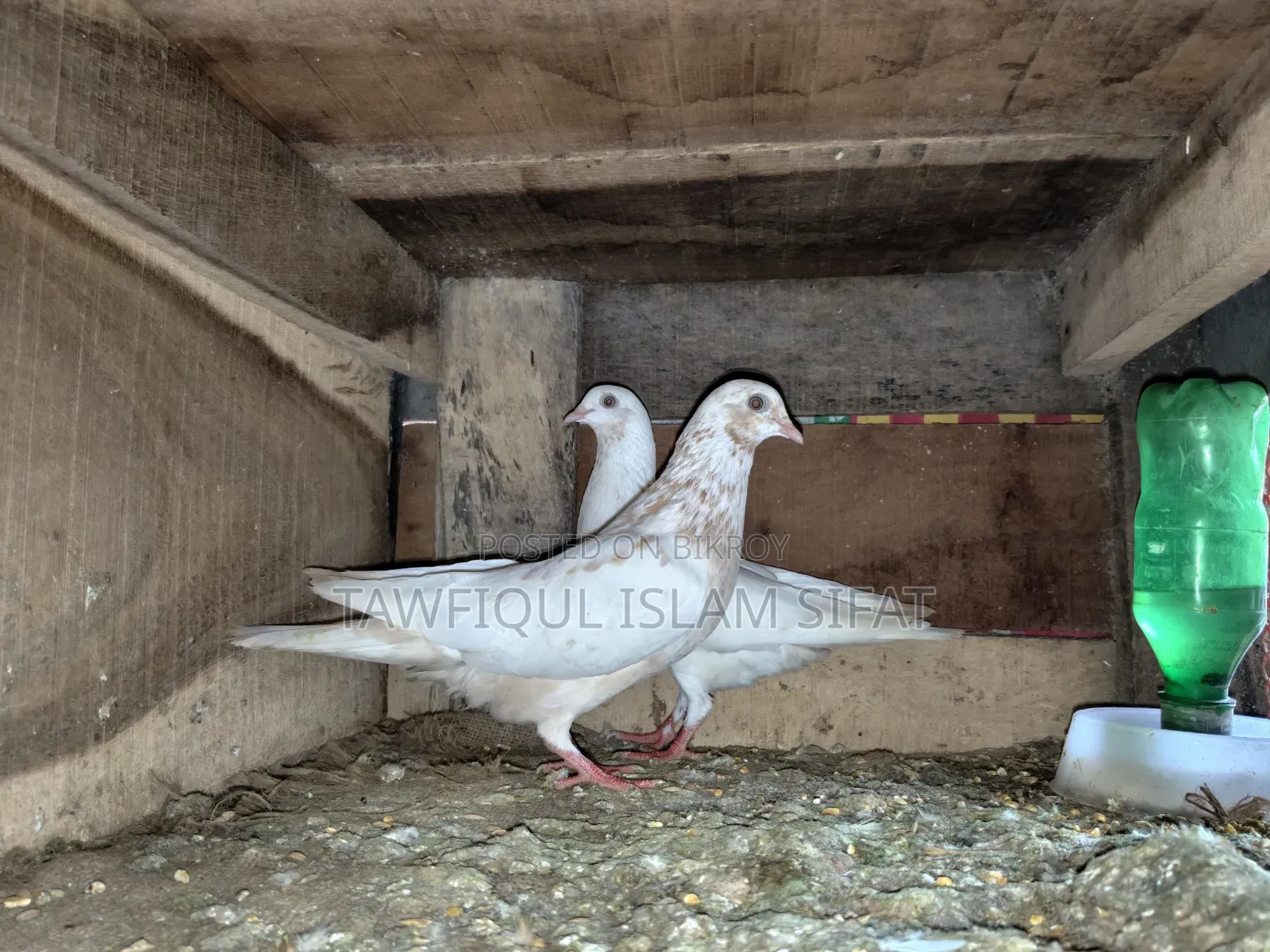 Some pigeons will be sold
