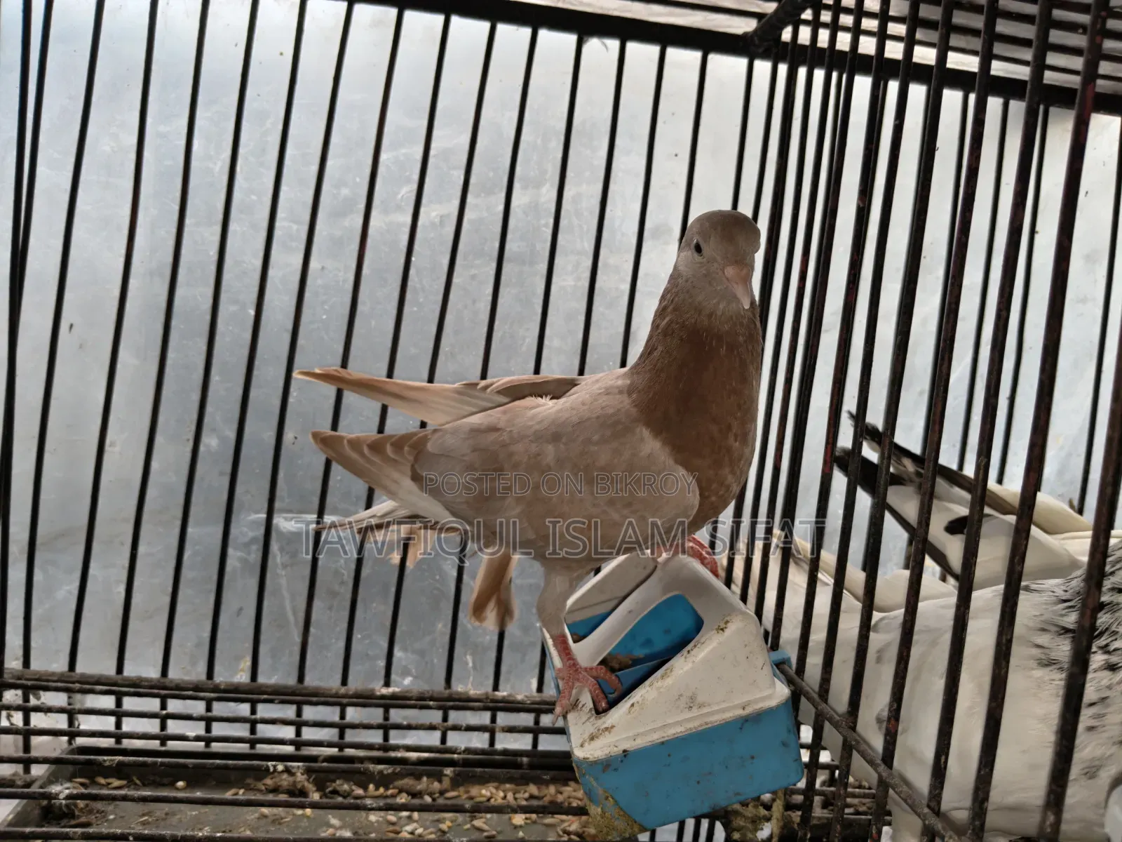 Some pigeons will be sold