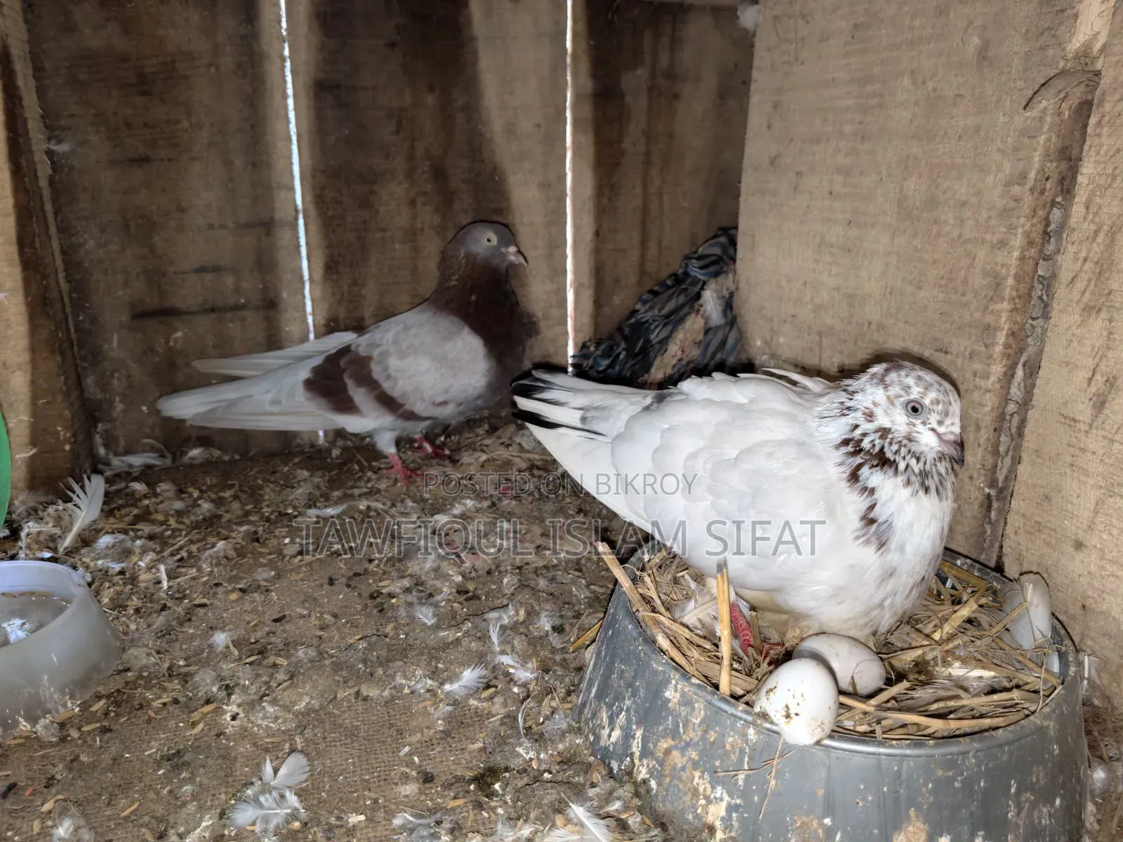 Some pigeons will be sold