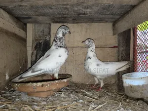 Some pigeons will be sold