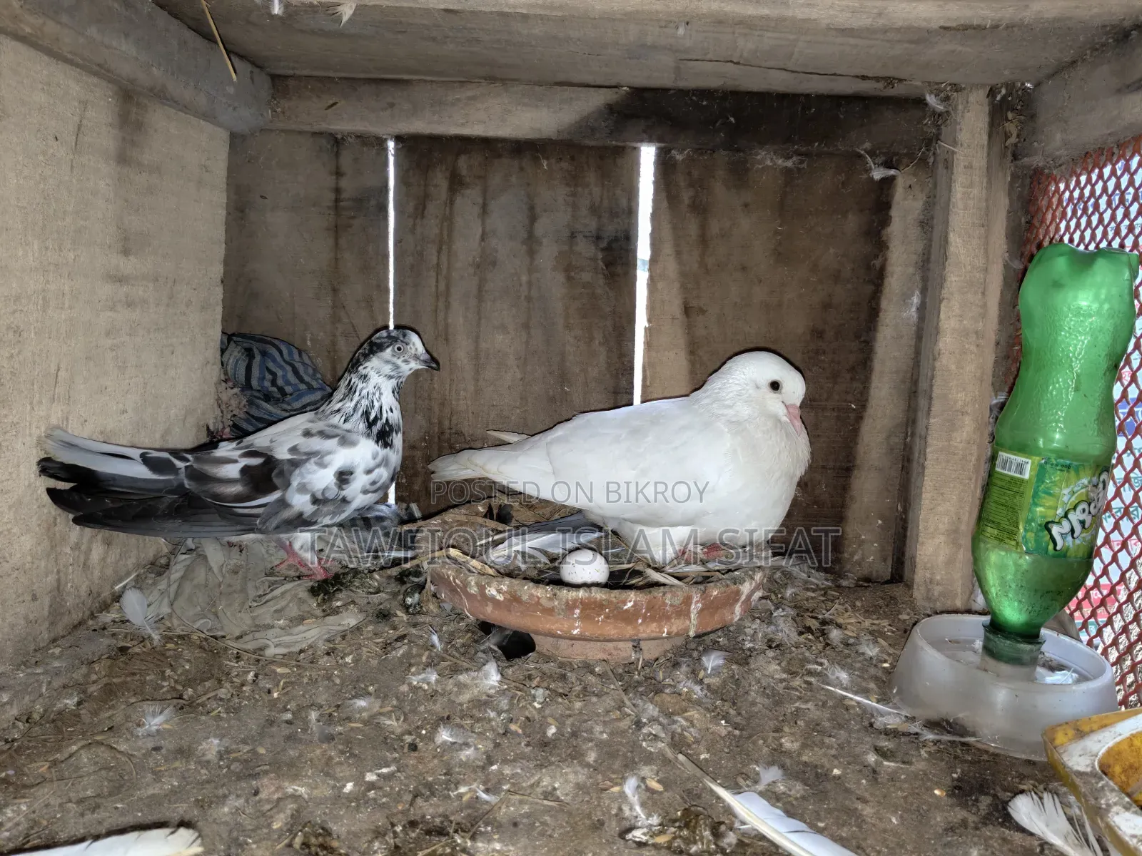 Some pigeons will be sold