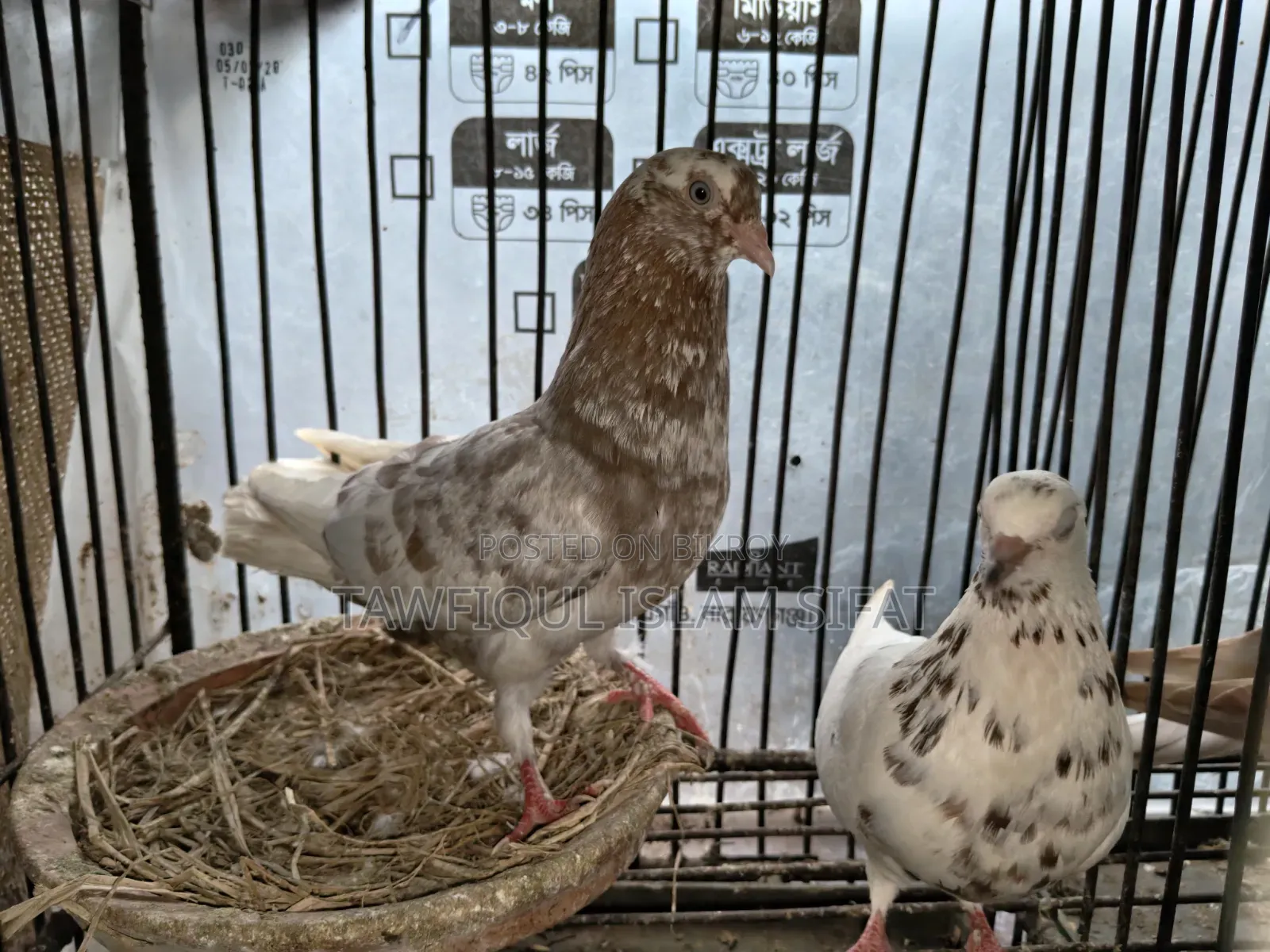 Some pigeons will be sold