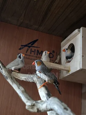 2 Pair Zebra Finch