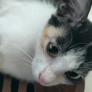 3-6 months Female Mixed Breed Cat