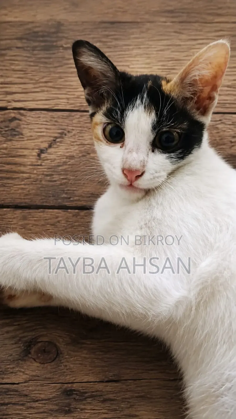 3-6 months Female Mixed Breed Cat