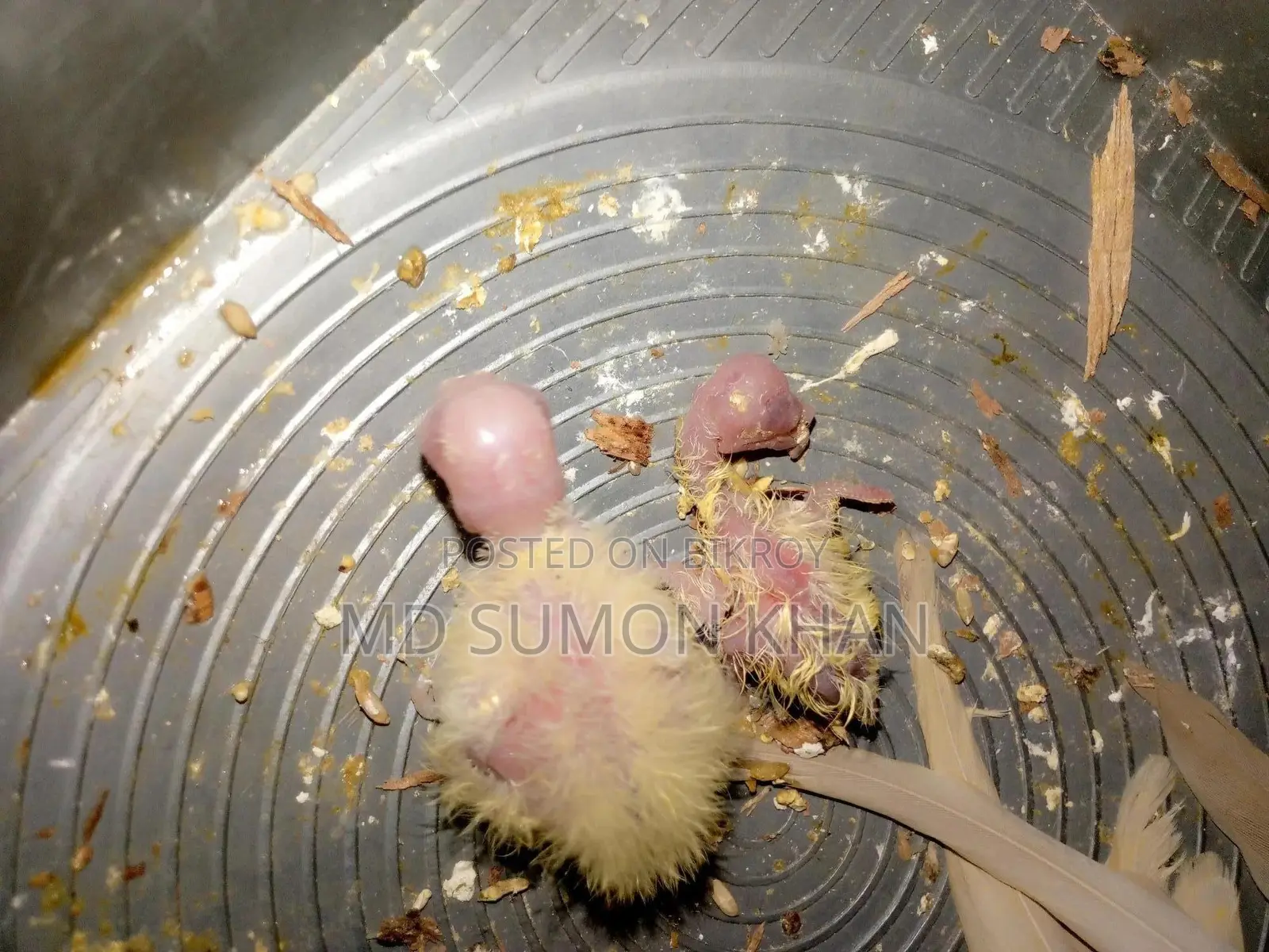 Lutino Cockatiel chick for sale.