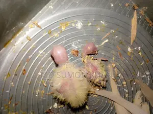Lutino Cockatiel chick for sale.