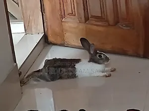 খরগোশ বিক্রি হবে